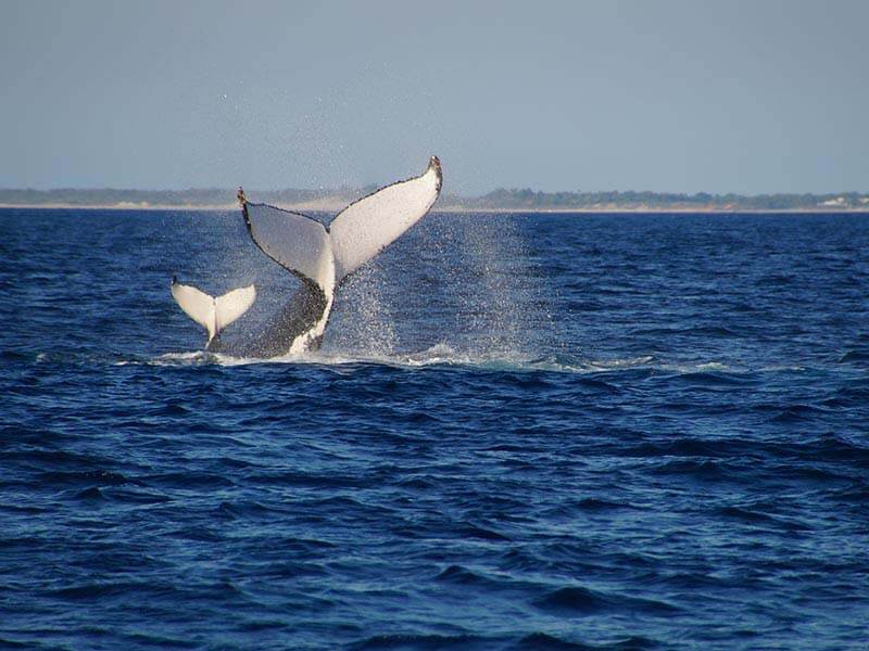 Broome Whale Watching Tours