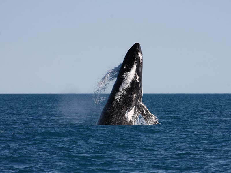 Broome Whale Watching Cruises