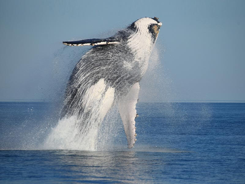 Whale Watching Tours Broome