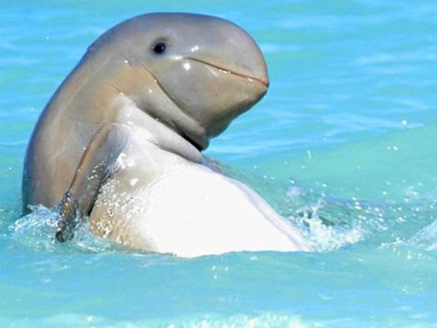 Broome Sunset Dolphin Cruises