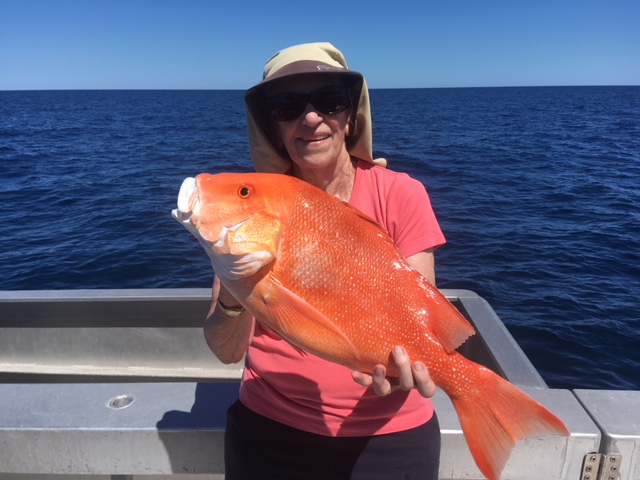 Red Emperor Fish - Absolute Ocean Charters