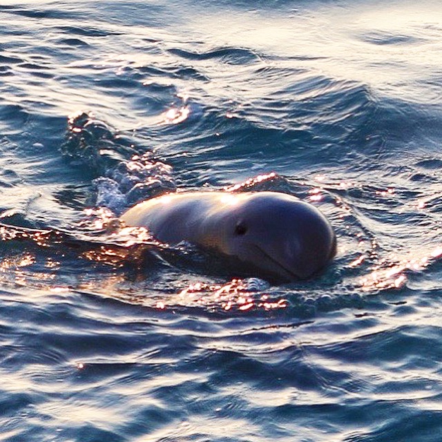 Snubfin Dolphin Eco Tours
