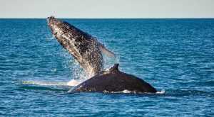 Whale Watching Broome