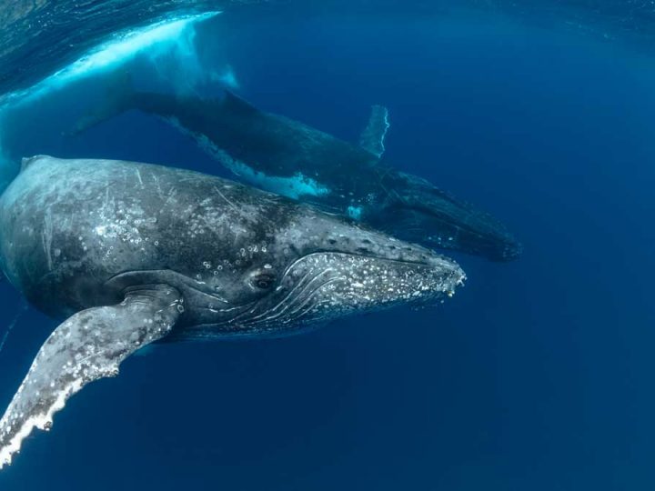 Whale Watching Season in Broome