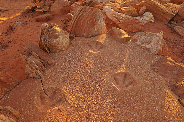 What are Broome’s Dinosaur Footprints, and how can you see them?