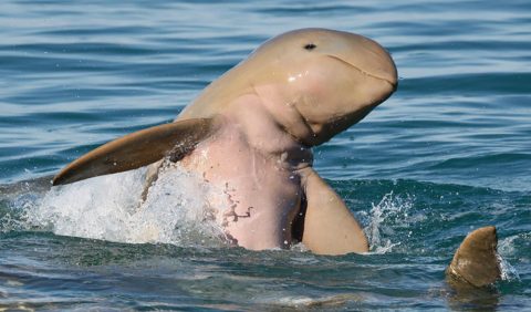 Snubfin Dolphin by AOC