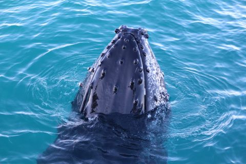 Spy Hopping, Whale Watching with Absolute Ocean Charters, Broome.