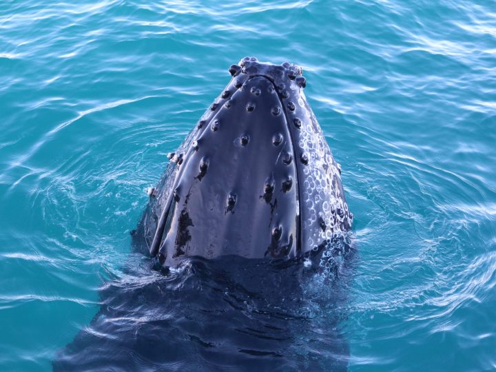 Why come to Broome to see Humpback Whales?