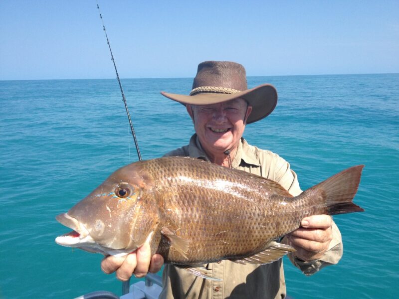 Black Snapper aka Blue Lined Emporer