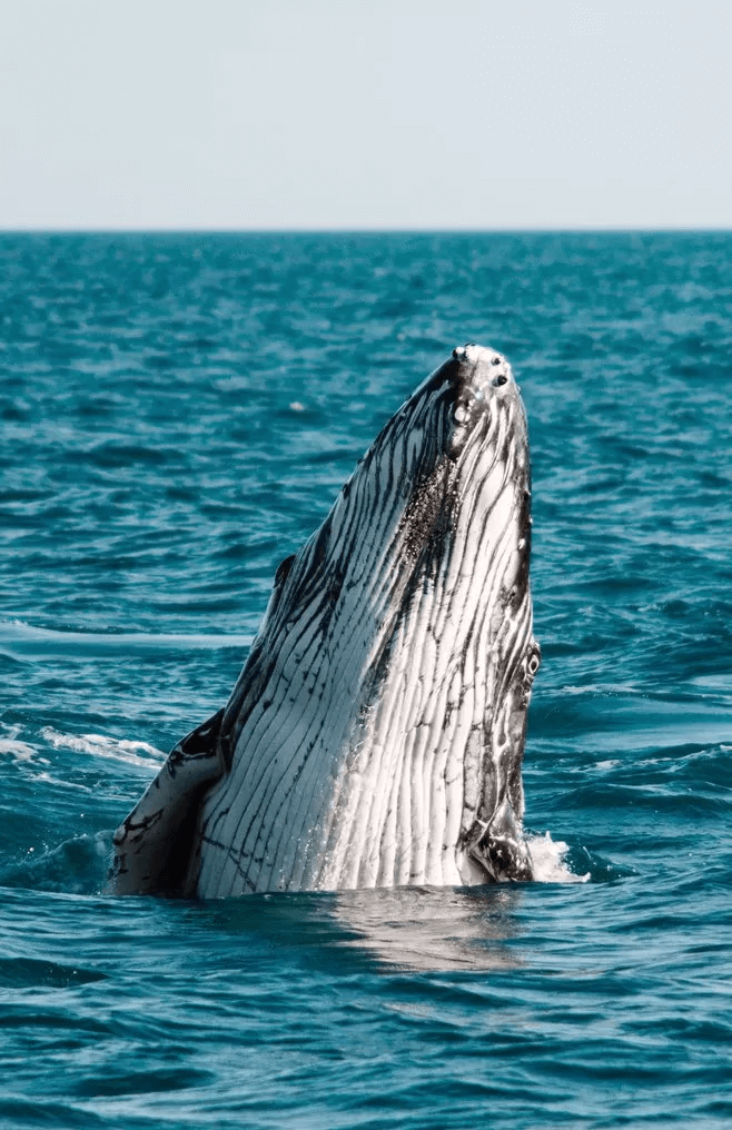 Whale breaching in Broome