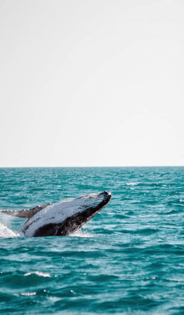 Whale jumping out of the water in Broome
